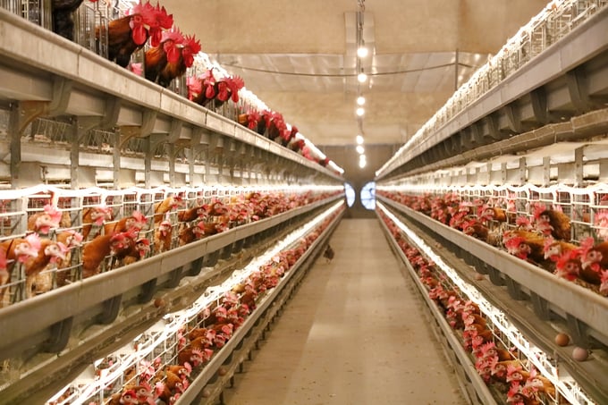 Quá trình chọn tạo giống gà Mía số 1-Dabaco được áp dụng công nghệ tiên tiến và môi trường nuôi nghiêm ngặt